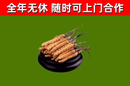 凤城烟酒回收冬虫夏草.jpg